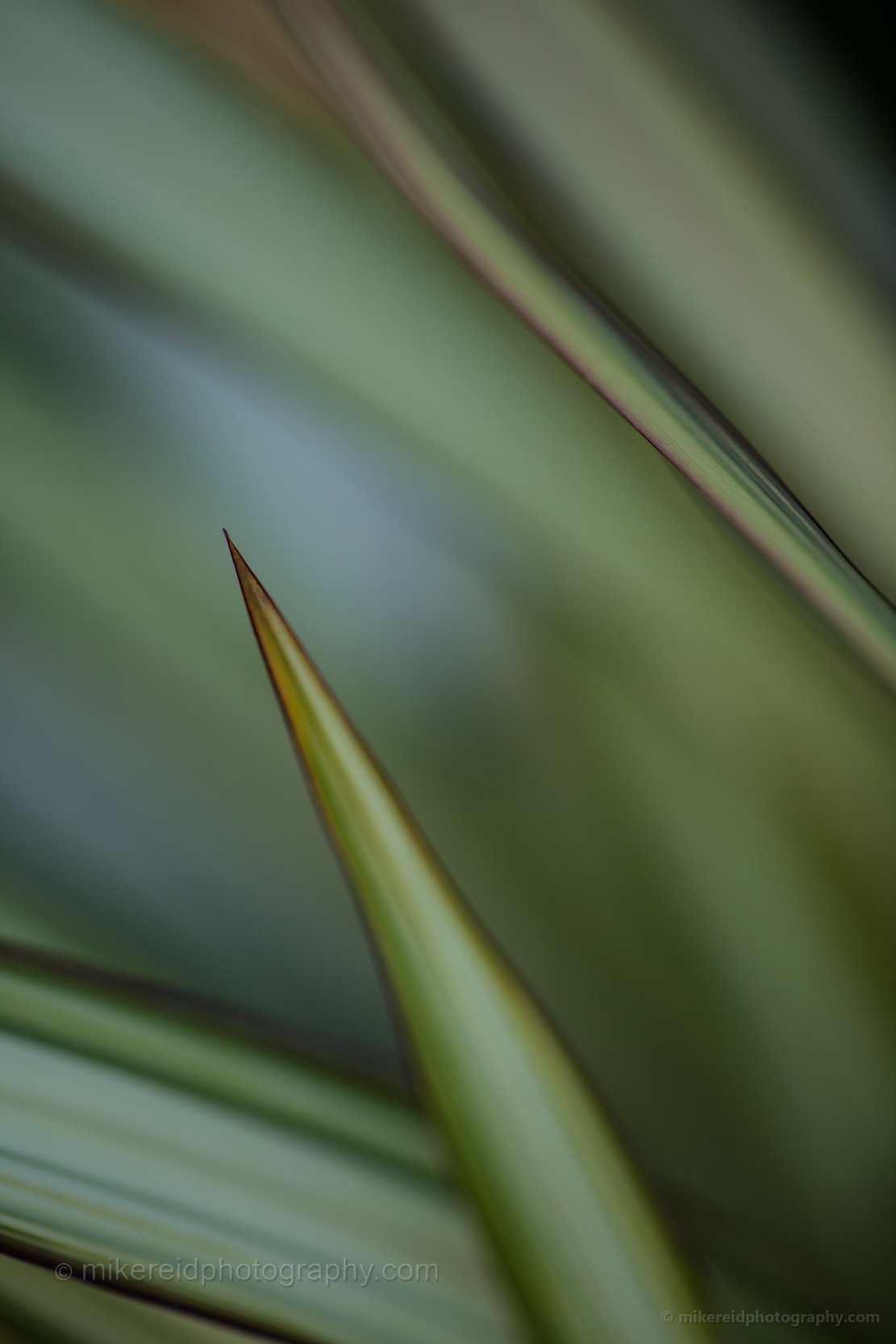 Minimal abstract close-up of green flax leaves with soft depth and calm tones